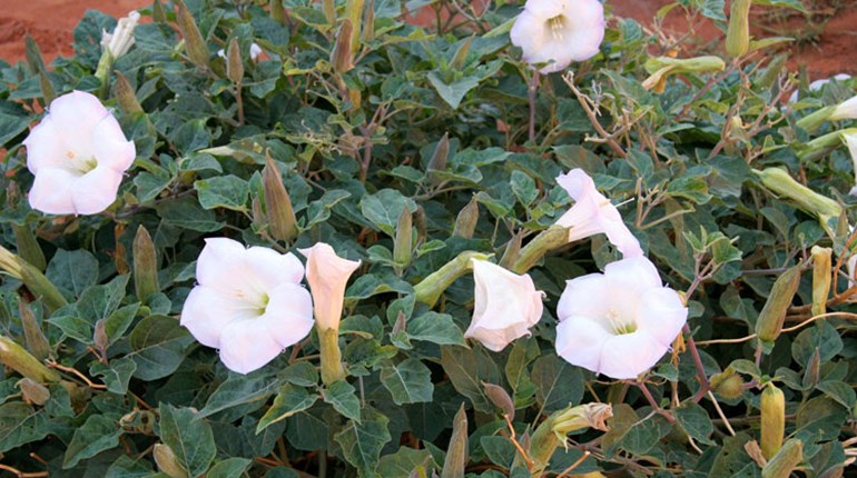 Identifying Plants that Are (& Are Not) Safe to Eat | NRA Family