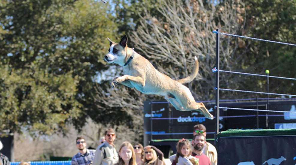 dockdogs.jpg