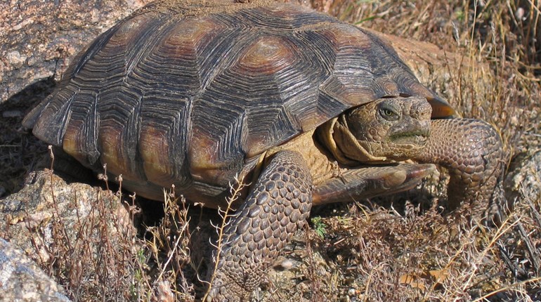 Wild Desert Tortoises are Amazing ... in the Wild | NRA Family