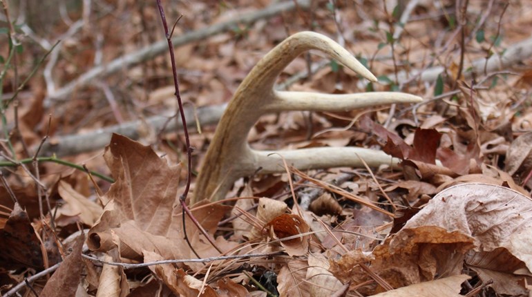 Did You Know? Now's the Time to Scout for Big-Game Sign! | NRA Family