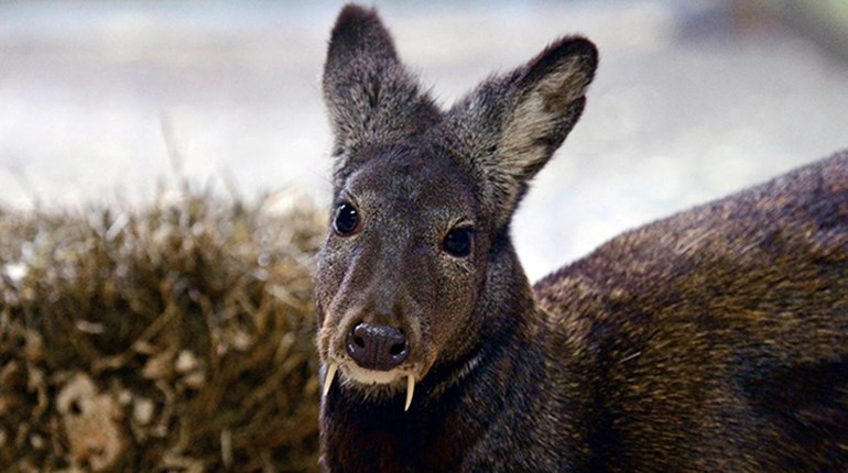 Vampire Deer Sighted in Afghanistan | NRA Family