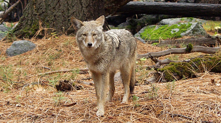 3 Pests Farmers Would Love You to Shoot This Summer | NRA Family