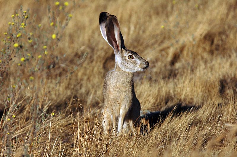 Jackrabbit