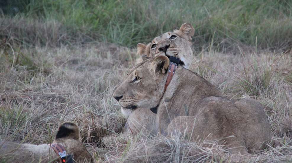 lions-waking.jpg