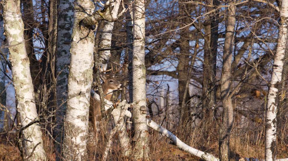 13u-d2-500-high-res-hidden-critter-linda-freshwaters-arndt.jpg