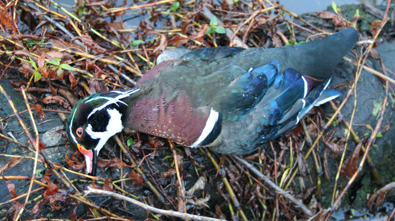 How to Hunt Early-Season Wood Ducks | NRA Family