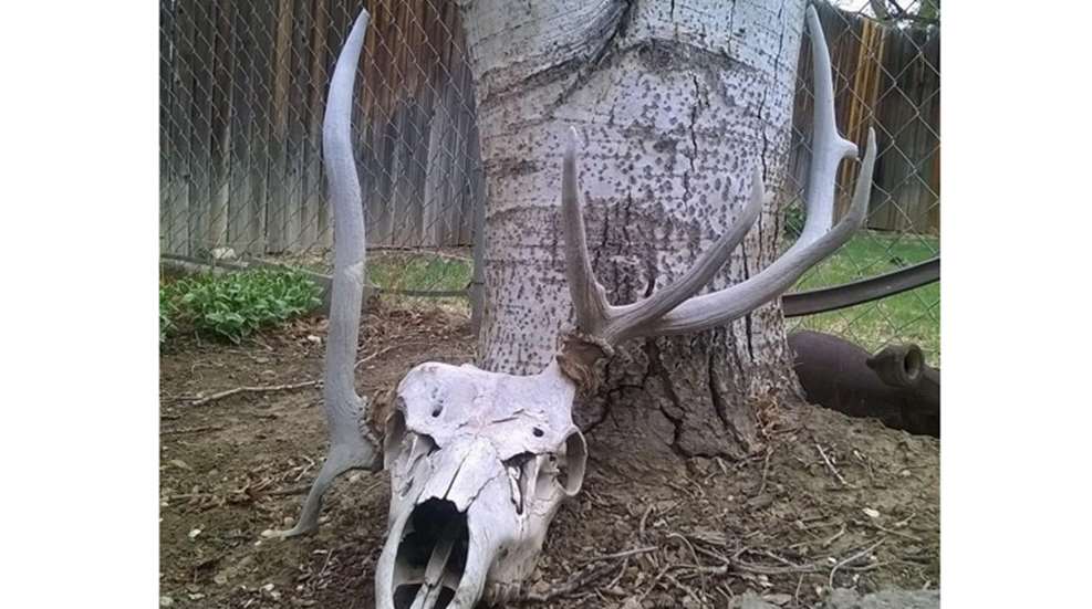 weird-elk.jpg