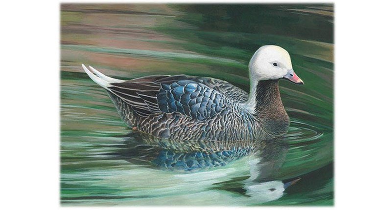 Teen Wins National Junior Duck Stamp Contest | NRA Family