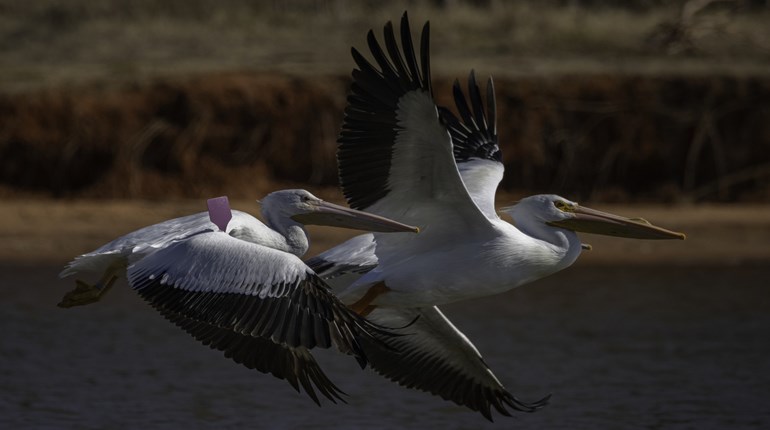 NRA Donates $122,720 to the Oklahoma Department of Wildlife Conservation | NRA Family