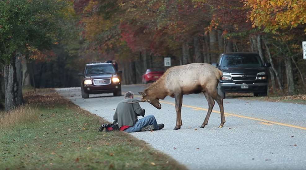 elk-attacks-photographer.jpg