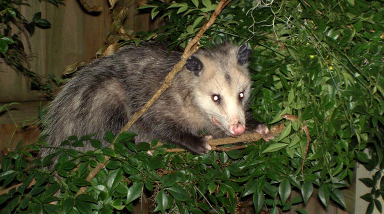 5 Cool Things You Didn't Know About Opossums | NRA Family