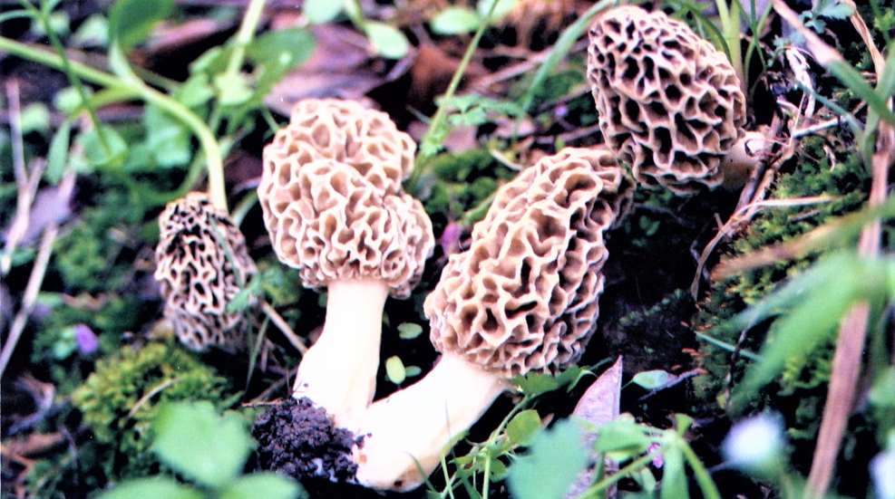 Morels Lede Usfws
