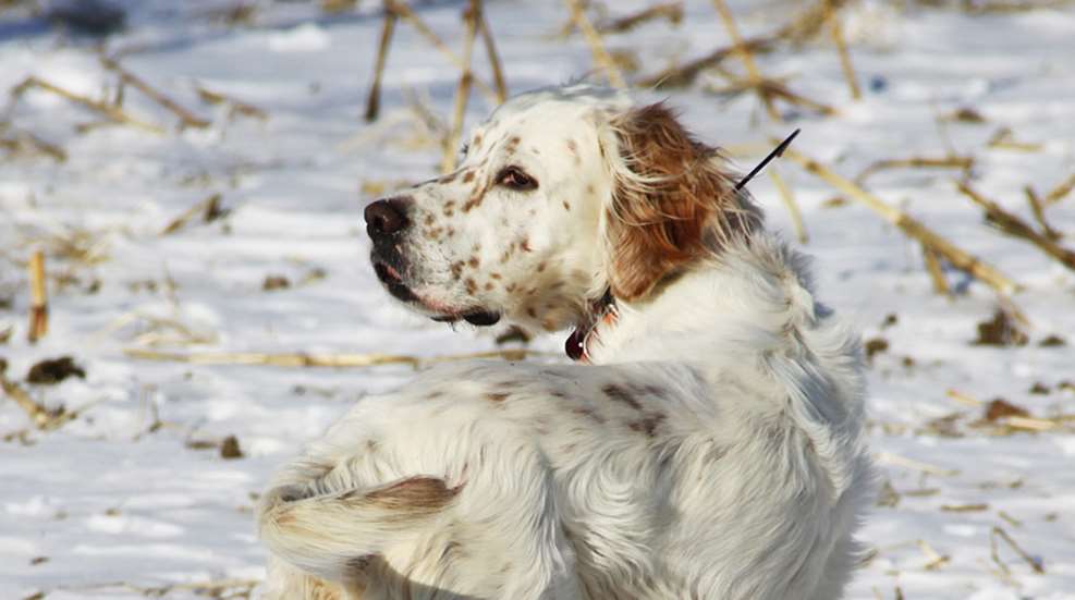 springer spaniel in the snow
