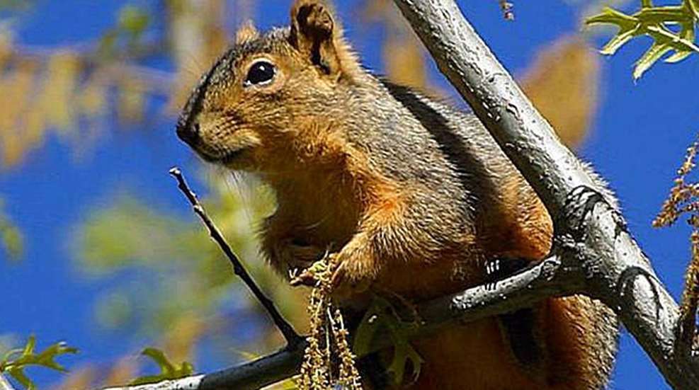 squirrels.jpg