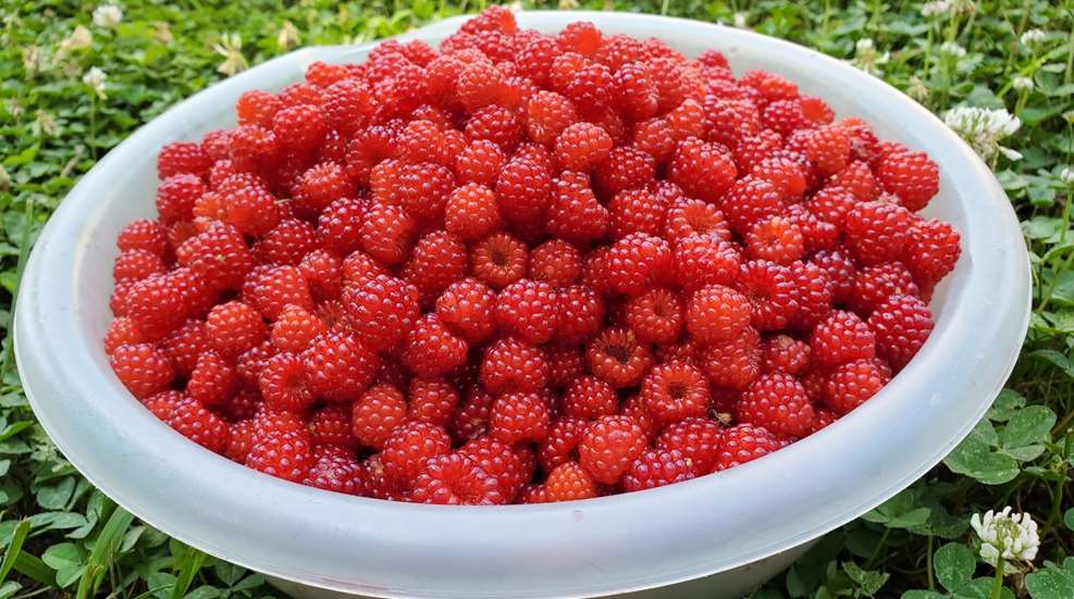 Bowl Of Raspberries