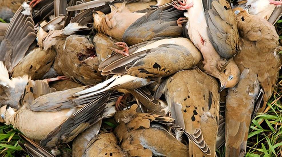 so-many-doves.jpg