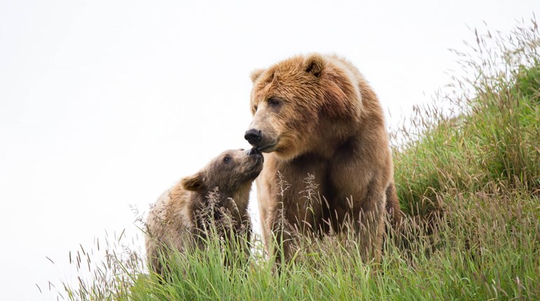 Be Bear Aware, Bowhunters! | NRA Family