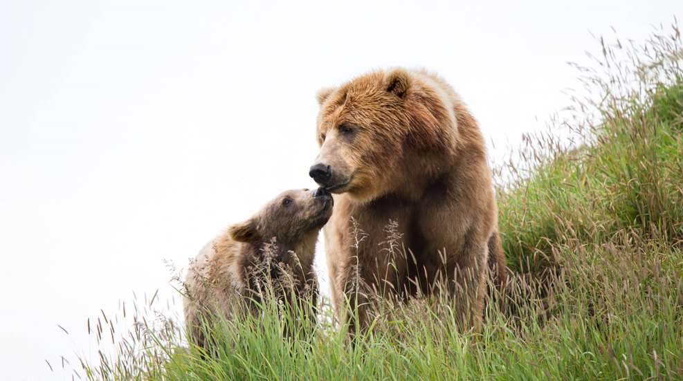 Usfws Kodiak Brown Bear Sow And Cub Hillside