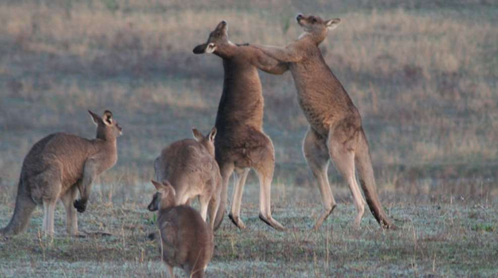 rachael-andrews-kangaroo.jpg