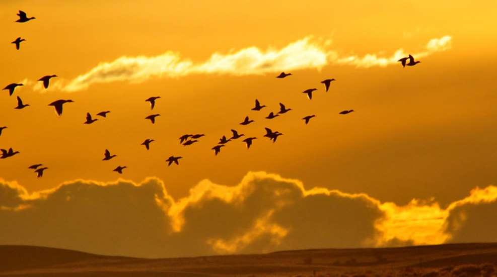 flock of ducks at sunset