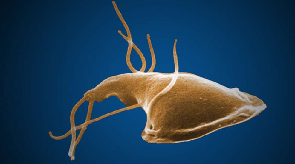 giardia-banner.jpg