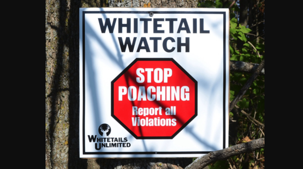 Whitetail Watch Lede