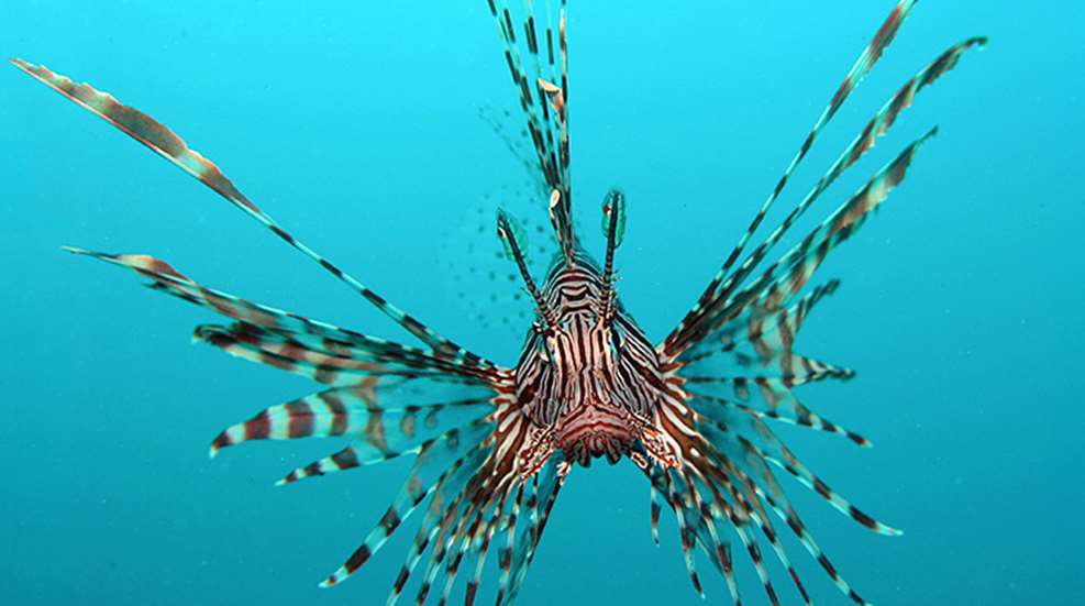 lionfish.jpg