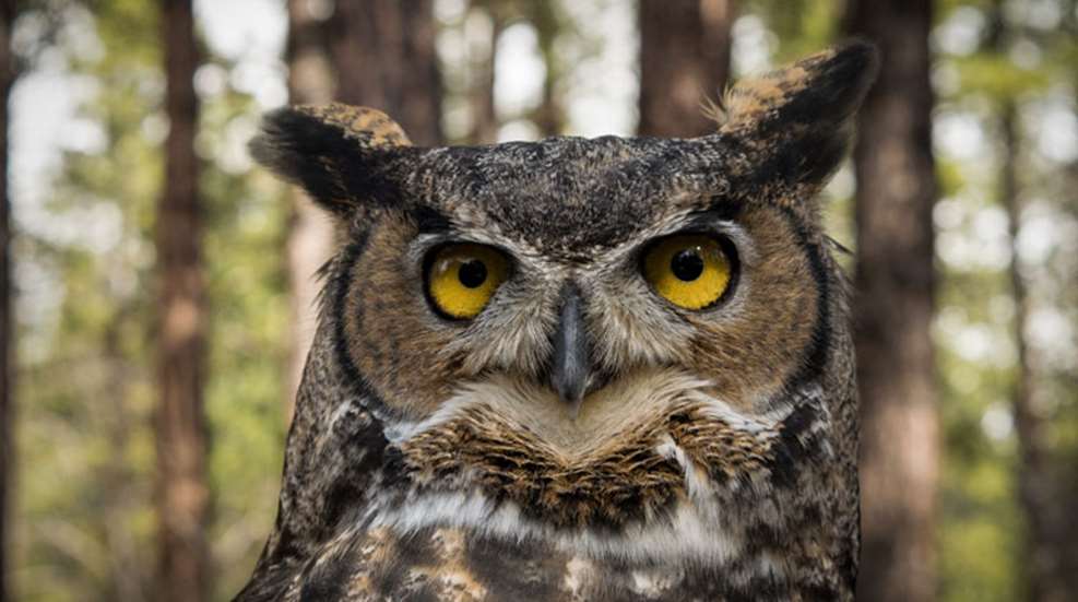 great_horned_owl_in_oregon.jpg