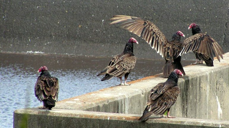 The Valuable Vulture | NRA Family