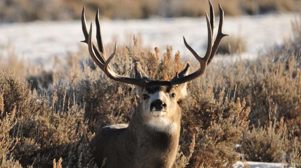 Muley Buck Public Domain