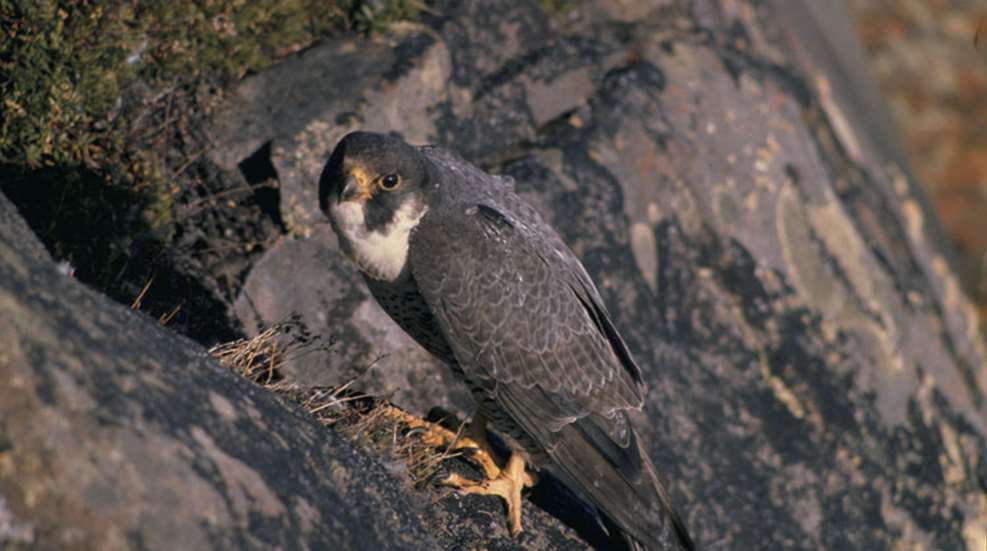 peregrine-falcon-credit-us-fish-wildlife-svc.jpg