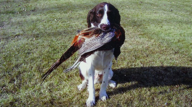 What You Need To Know About Gundogs as Pets | NRA Family