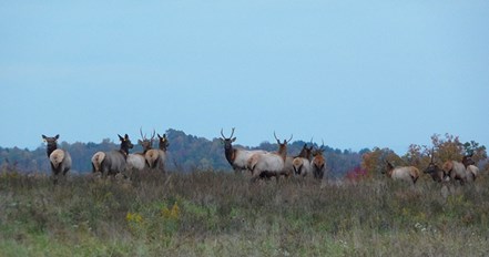 Virginia elk herd