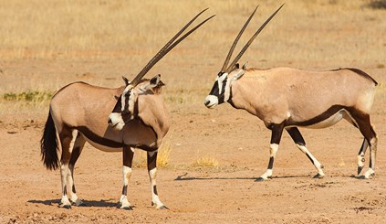 Gemsbok pair