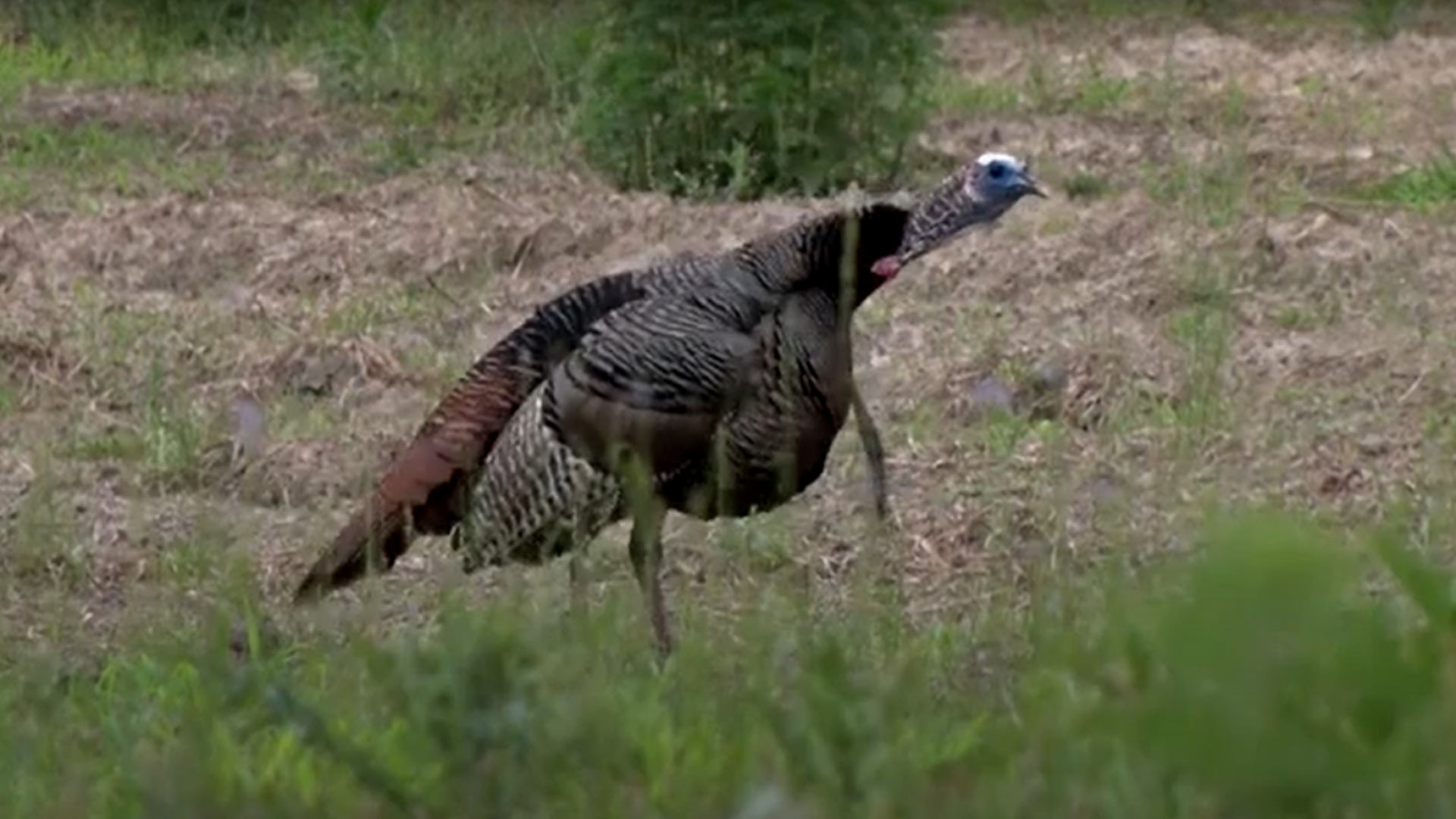 Video: Why Won't the Turkeys Gobble Today? | NRA Family