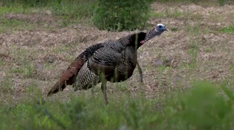Video: Why Won't the Turkeys Gobble Today? | NRA Family