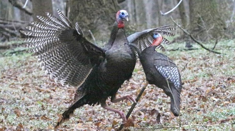 How to Take Wildly Terrific Wild Turkey Pix | NRA Family