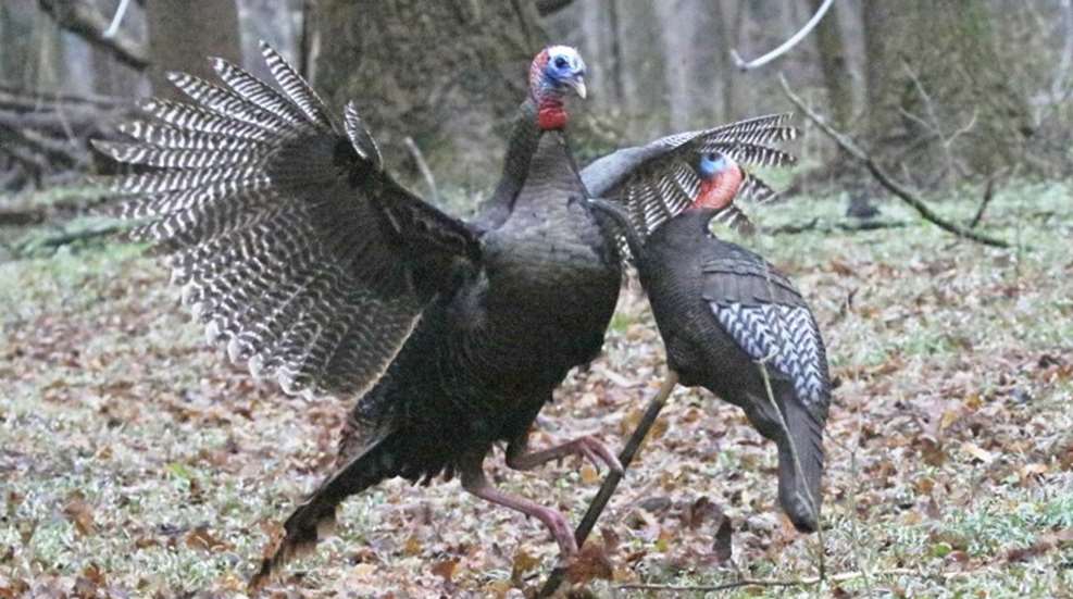 turkey-photo-lede.jpg