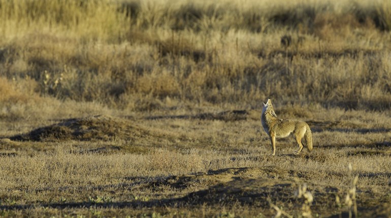 Urban Coyotes: Are They Howling at the Moon? | NRA Family