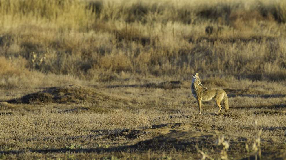 Howl USFWS
