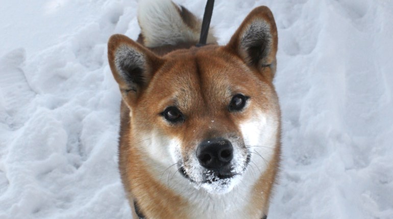 Rein Fido In | NRA Family
