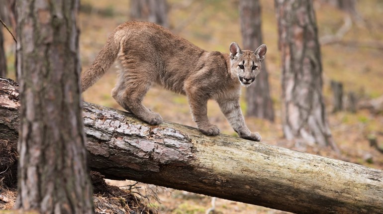 Fieldcraft Friday: Dangerous Wildlife Encounters | NRA Family