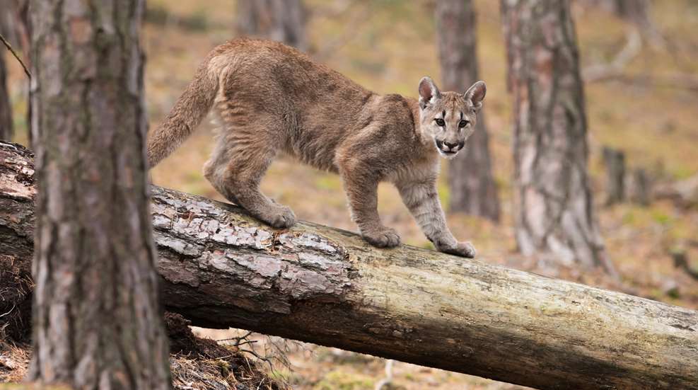 Mountain Lion By Barb Melloni