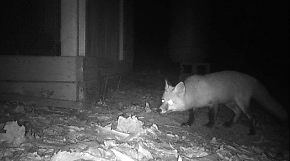 Fox Getting Into Coop Best