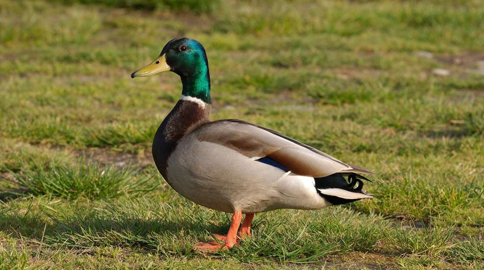 Mallard Drake Public Domain