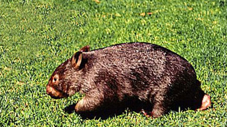 Brawny Burrower: the Wombat | NRA Family