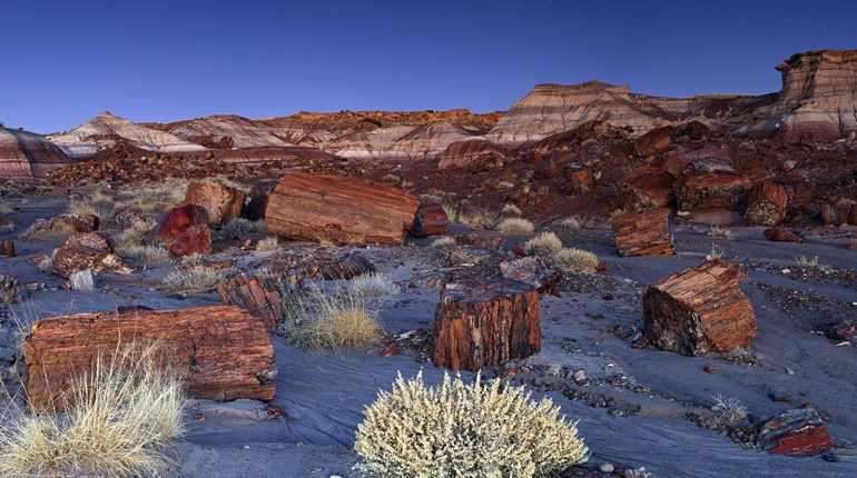 NRA Family Destinations: Petrified Forest National Park | NRA Family