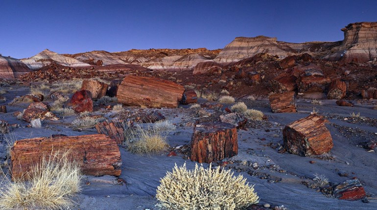 Petrified Forest National Park Service