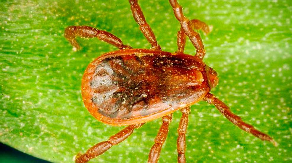 ticks.jpg