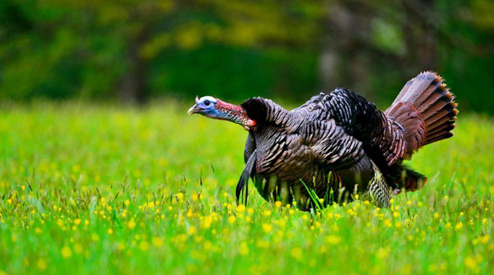 easternwildturkey-nwtf-12553.jpg